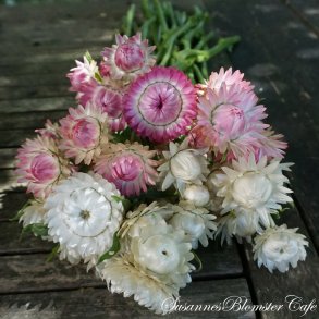 Helichrysum bracteatum  - White og Rose - Evighedsblomst - fr