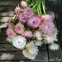 Helichrysum bracteatum  - White og Rose - Evighedsblomst - fr