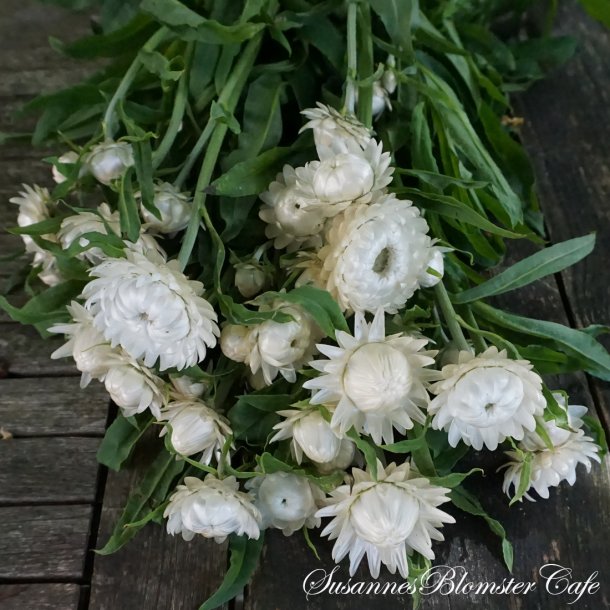 Helichrysum bracteatum  - Silvery White - fr