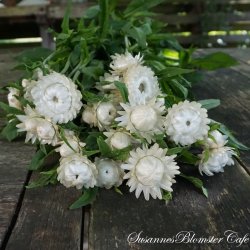 Helichrysum bracteatum  - Silvery White - fr