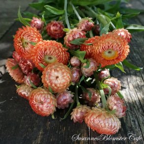 Helichrysum monstrosum  - Salmon - fr