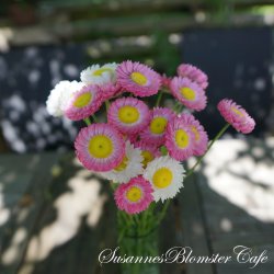 Helipterum roseum - Brilliant Rose