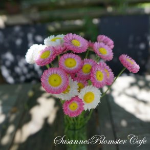 Helipterum roseum - Brilliant Rose