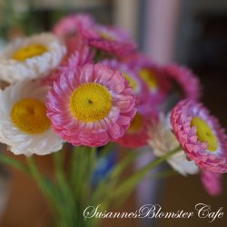 Helipterum roseum - Brilliant Rose