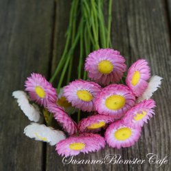 Helipterum roseum - Brilliant Rose