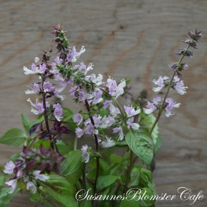 Kanelbasilikum - Ocimum Basilicum - fr