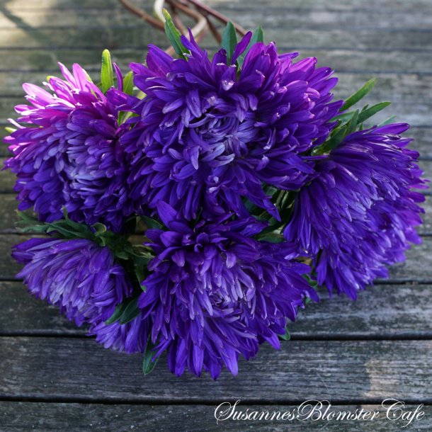 Callistephus chinensis - Asters - King Size Mid Blue - Fr