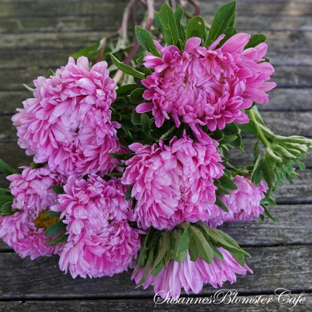 Callistephus chinensis - Asters - King Size Pink - Fr