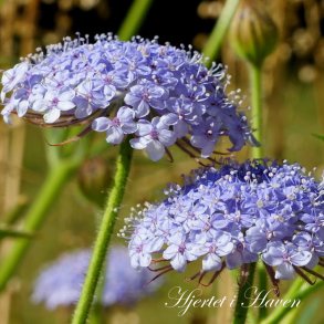 Didiscus caeruleus Lace Blue - Kniplingeblomst - fr