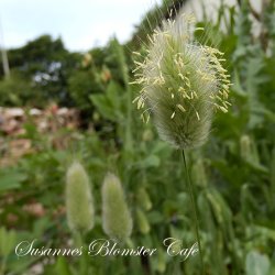 Lagurus ovatus - Harehale - fr