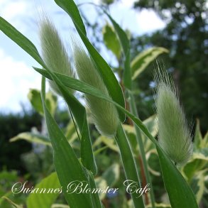 Lagurus ovatus - Harehale - fr