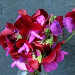 Lathyrus odoratus Matucana - fr