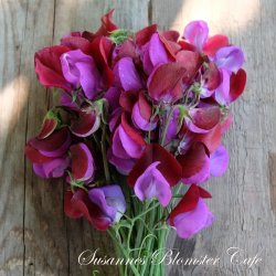 Lathyrus odoratus Matucana - fr