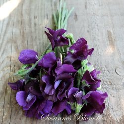 Lathyrus odoratus Royal Navy Blue- rteblomst - fr