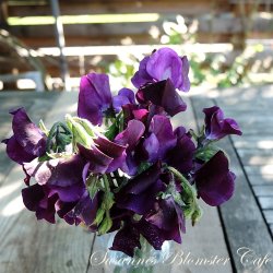 Lathyrus odoratus Royal Navy Blue- rteblomst - fr