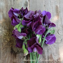 Lathyrus odoratus Royal Navy Blue- rteblomst - fr