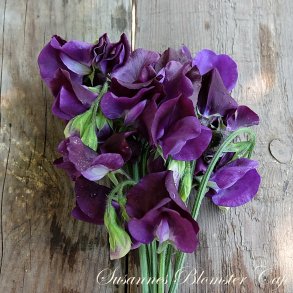 Lathyrus odoratus Royal Navy Blue- rteblomst - fr