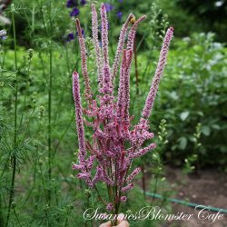 Limonium suworowii - Pink Pokers - fr