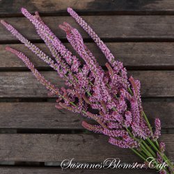 Limonium suworowii - Pink Pokers - fr