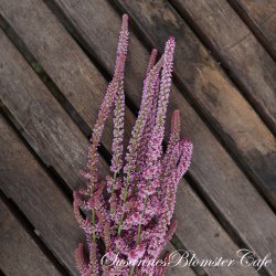 Limonium suworowii - Pink Pokers - fr