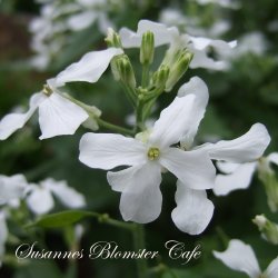 Lunaria annua Alba Variegata- Judaspenge - fr
