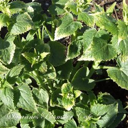 Lunaria annua Alba Variegata- Judaspenge - fr
