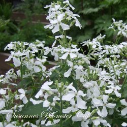 Lunaria annua Alba Variegata- Judaspenge - fr