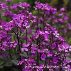 Lunaria annua Chedglow - Judaspenge - fr