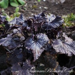 Lunaria annua Chedglow - Judaspenge - fr