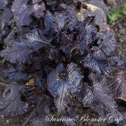 Lunaria annua Chedglow - Judaspenge - fr