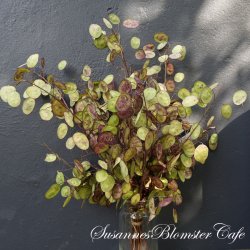 Lunaria annua Chedglow - Judaspenge - fr