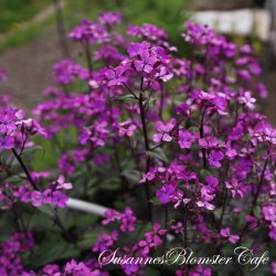 Lunaria annua Chedglow - Judaspenge - fr
