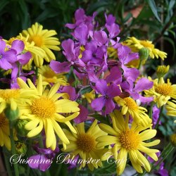 Lunaria annua - Judaspenge - lilla - fr