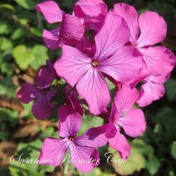 Lunaria annua - Judaspenge - lilla - fr
