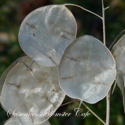 Lunaria annua - Judaspenge - lilla - fr