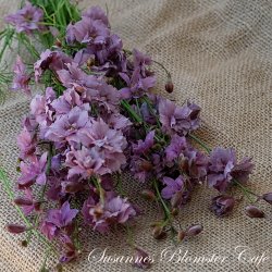 Larkspur Misty Lavander - fr