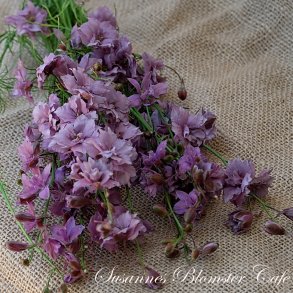 Larkspur Misty Lavander - fr