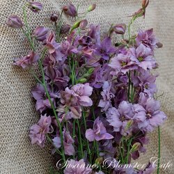 Larkspur Misty Lavander - fr