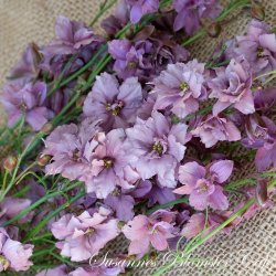 Larkspur Misty Lavander - fr