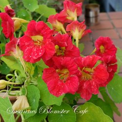Nasturtium Jewel Cherry Rose - Blomsterkarse - fr
