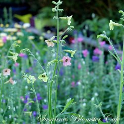 Nicotiana mutabilis Marshmallow - Tobaksblomst - fr