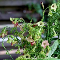 Nicotiana mutabilis Marshmallow - Tobaksblomst - fr