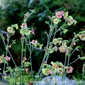 Nicotiana mutabilis Marshmallow - Tobaksblomst - fr