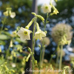 Nicotiana Starlight Dancer - Tobaksblomst - fr