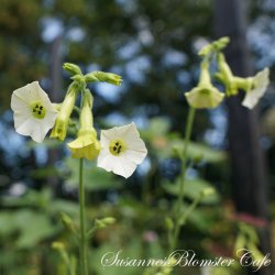 Nicotiana Starlight Dancer - Tobaksblomst - fr