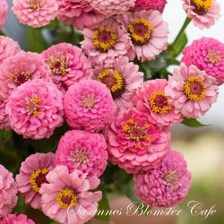 Zinnia elegans - Oklahoma Pink - fr�. 
