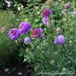 Scabiosa atropurpurea - Oxford Blue - fr