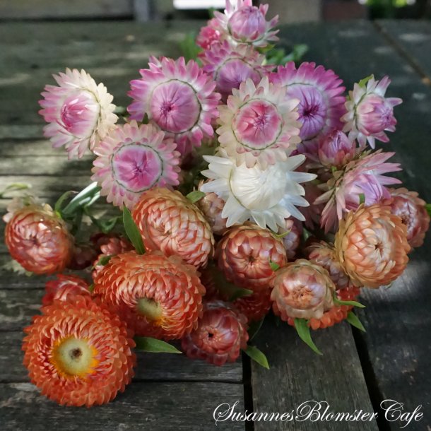 Helichrysum bracteatum - Peach Melba - - frø - SOMMERBLOMSTER FRØ - Susannes Blomster Cafe