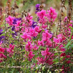 Salvia viridis Pink Sunday - pink dusksalvie - fr