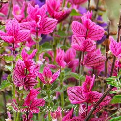 Salvia viridis Pink Sunday - pink dusksalvie - fr